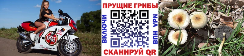 Псилоцибиновые грибы MAGIC MUSHROOMS  Купить  Выкса 
